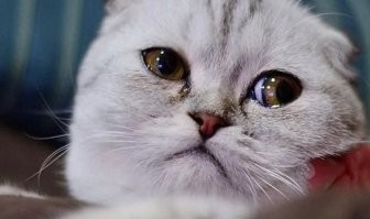 «А как же я?!»: смешная реакция ревнивой кошки