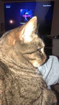 Добавим наших котов. Кот Арсений, пришел больной и почти без глаз к церкви на 40 по дудуле. Забрали домой, вылечили. Лучший друг!