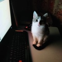 15 котяток, которые в благодарность своим хозяевам подросли и превратились в знатных котищ