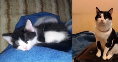 15 котяток, которые в благодарность своим хозяевам подросли и превратились в знатных котищ