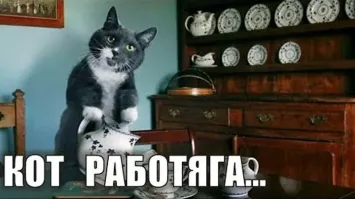 Кот помог хозяевам провести кабель