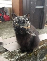 Потому что дом из жопы в любой момент может превратиться в это