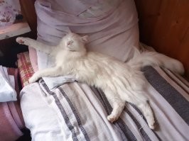 Мой шерстяной, СЭР Арчибальд.