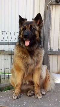 30 фото спасённых животных, которые греют душу