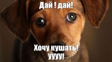 Когда "шибко кушать хочется", а хозяин "чмокается" с некой тёткой",   ...и оливье самое то