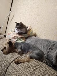 Невоспитанная собака! У меня есть кот и пёс, они никогда на стол не полезут, пока кто-то из нас на кухне!
