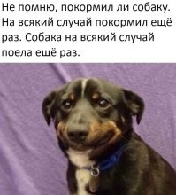 Ну конечно, прям у всех случайно на праздничном столе стоит пишущая камера именно напротив миски с салатом, до которой "случайно" добрался пёсель. Постанова. Но собакен в любом случае в плюсе))