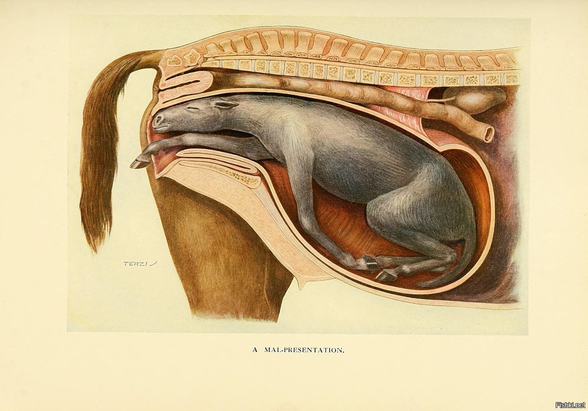 Анатомия репродуктивной системы лошади