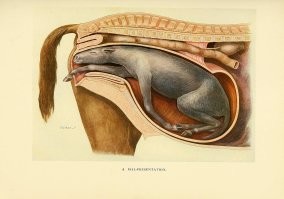 Это лошадь. И лезет не в жопу