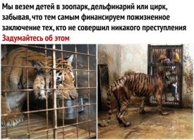 Лев напал на дрессировщика во время представления в сочинском цирке