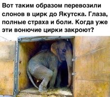 Лев напал на дрессировщика во время представления в сочинском цирке