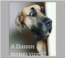 18 неидеальных фотографий собак, которые вызывают улыбку