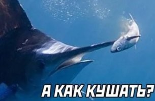 Любишь есть сырую рыбу - учись есть палочками...