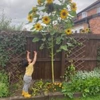 Семена купил, попробую вырастить...