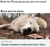Походу этот волк сдох...