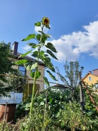 Из обычной семечки. Вырос без любви и удобрений, беспородный.