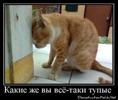 Мозг человека и неандертальца имеет удивительное общее свойство «молодости»