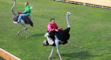 вариантов хватает