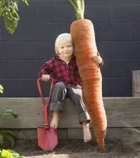 Самая тяжелая морковь в мире весит почти десять килограмм ©
==========
Фи...