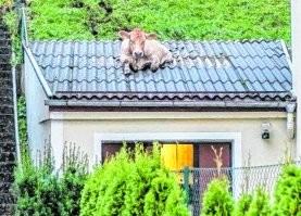 ... в штате Юте.  Автор. извини, не Юте, а Юта. А так всё нормалёк.
По всему миру, некоторых коров бывает иногда очень сильно тянет на крышу и этому нет ответа.