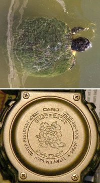 трудно было черепашку почистить? вот так!
(не реклама casio)
черепашку жалко
