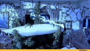 Растения вообще охренели в край.