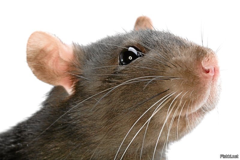 Ученые выяснили, что лабораторные крысы смеются от щекотки