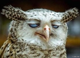 Да нее, это просто сова пи***нулась и пошла дальше пешком.