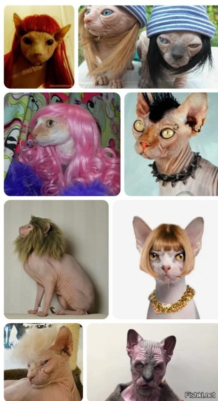 Купить ему парик.