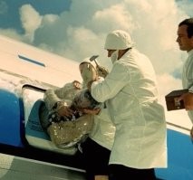 В СССР врачи тоже спасли человека, только взрослого