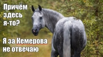 Про лобстеров и прочих омаров