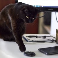 Теплотрассные котейки, самые милые! Нафиг всякие породистые тусовки!