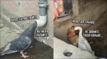 Намешалось