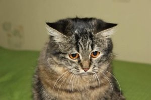 Ну кто-то умял, а кто-то тока банку облизал...