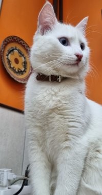 Возможно кошка глухая. У нас самих такой же Тетеря. А глухие коты ОЧЕНЬ громко мяукают... Я иногда с дивана подпрыгиваю когда он за дверью орёт.. При всём этом кошмаре - это самые ласковые коты и кошки в мире ! Вот мой красавец с подбитым носом в драке за жратву