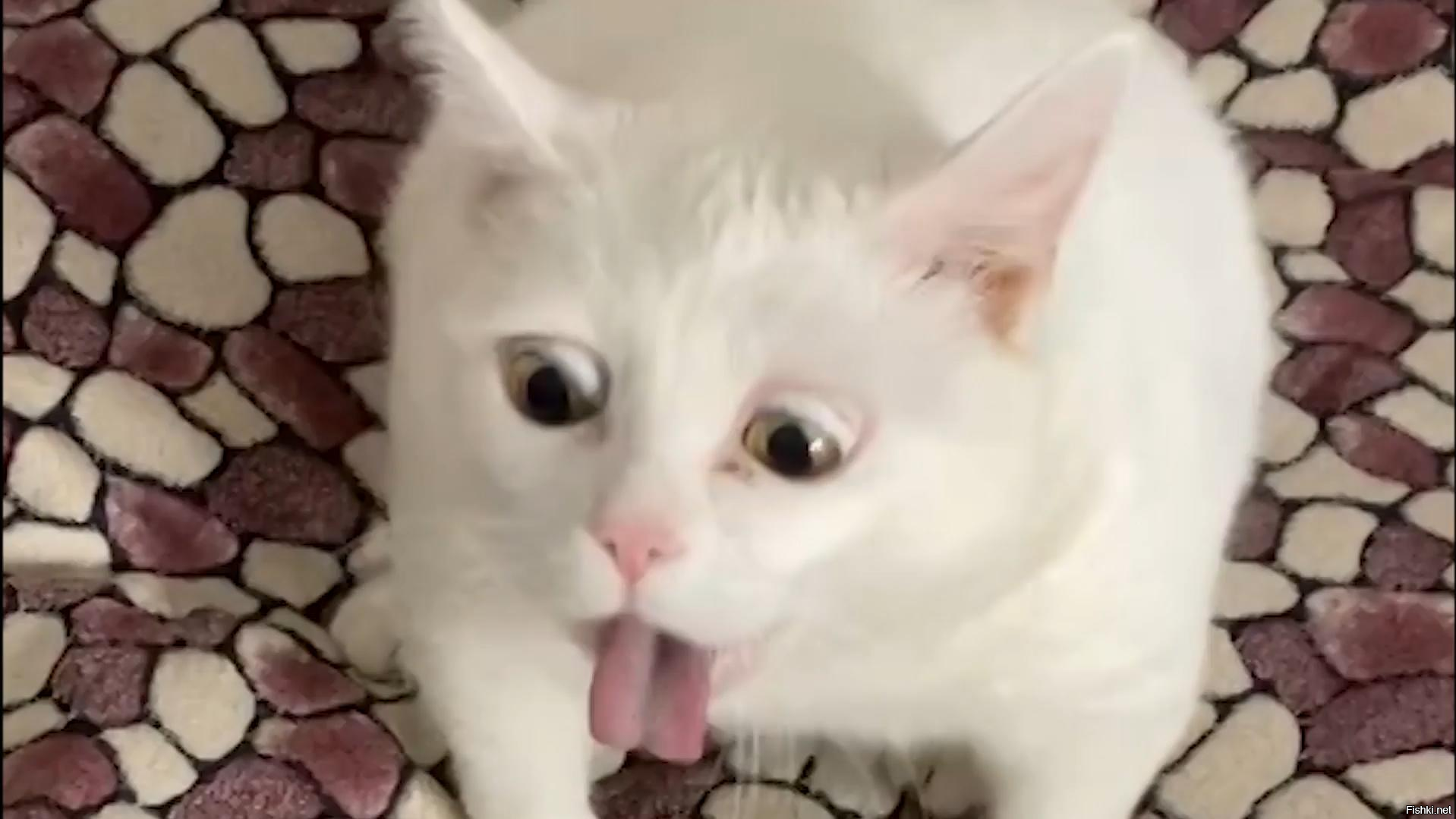 Чихающий белый кот