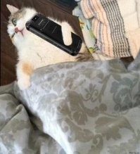 Нефиг по стройкам лазить! 
Не котовское это!