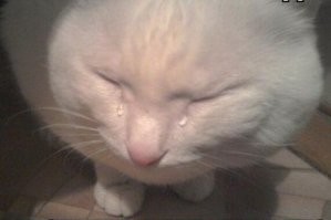 Они не старались