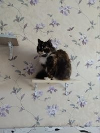 Рай для активных кошек и котов