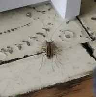 Это мухоловка- очень полезное насекомое!
Все остальное дело рук рукожопых