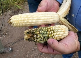 Фото авторши с макияжем и без.