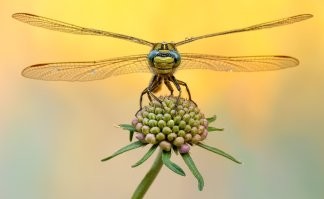 Макро-снимки насекомых, которые поражают своими деталями