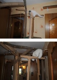 У нас упор больше на столбы обмотанные канатом, полки тоже есть но не так много. Зато научились по деревьям лазить и спускаться. На фишках есть пост про этот кошачий уголок