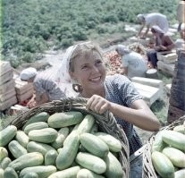 Сейчас таких огурцов в продаже не увидишь.  Но в детстве я видела именно такие огурцы, но не свежими, а солеными в бочках. Был у нас магазин "Дары природы", вот там и продавали такие бочковые огурцы.