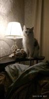 Смех до слез: фото котов, харизме которых позавидуют Аль Пачино и Сталлоне