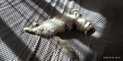 Смех до слез: фото котов, харизме которых позавидуют Аль Пачино и Сталлоне