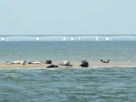 Я вот такую картину вижу каждые выходные , малого того что им плевать на людей , так еще и рыбу воруют , совсем ленивые стали . Бакланы тоже скоты , специально выжидают что бы ты отвернулся :)