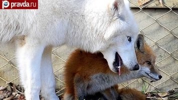 ... могут ли олень, волк и лиса устроить групповуху?
- Могут. Я точно знаю. Вот только на счёт оленя...