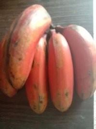 Плод банана около 4 кг. Тут уж кустом, или травой никак не назовёшь. Точно дерево.
... Самое большое банановое дерево в мире находится в Папуа, что в Новой Гвинее. Лист может достигать 2,5 метра в длину, а размер спелого банана - как новорожденный ребенок. Банановое дерево   на самом деле крупнейшее и самое высокое в мире травянистое растение. Его высота может достигать 6 метров. Сегодня бананы выращивают в более чем 100 странах. Существует более 300 сортов бананов. Желтые бананы на самом деле   мутация, случайно обнаруженная в 1836 году. Исходные бананы были красными и зелеными и были мучнистыми, но не сладкими.