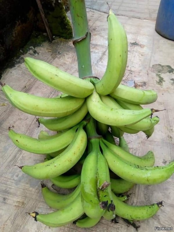 Плод банана около 4 кг. Тут уж кустом, или травой никак не назовёшь. Точно дерево.
... Самое большое банановое дерево в мире находится в Папуа, что в Новой Гвинее. Лист может достигать 2,5 метра в длину, а размер спелого банана - как новорожденный ребенок. Банановое дерево   на самом деле крупнейшее и самое высокое в мире травянистое растение. Его высота может достигать 6 метров. Сегодня бананы выращивают в более чем 100 странах. Существует более 300 сортов бананов. Желтые бананы на самом деле   мутация, случайно обнаруженная в 1836 году. Исходные бананы были красными и зелеными и были мучнистыми, но не сладкими.